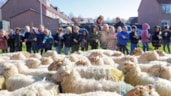 schapen