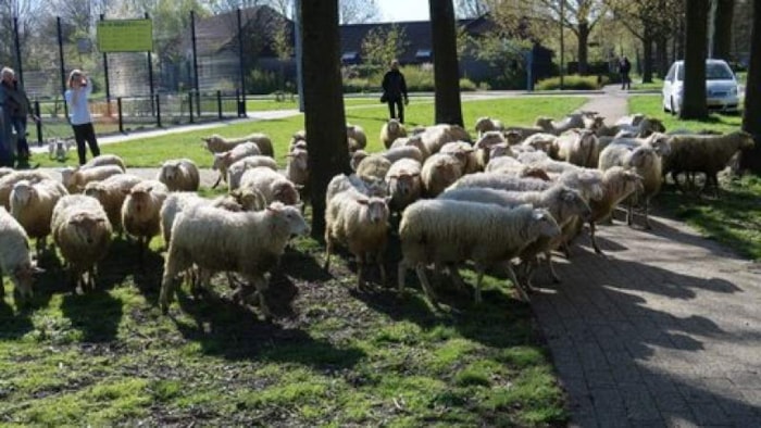 schapen2