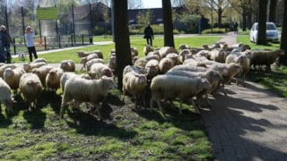 schapen2