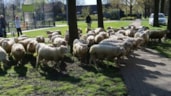 schapen2
