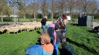 schapen5