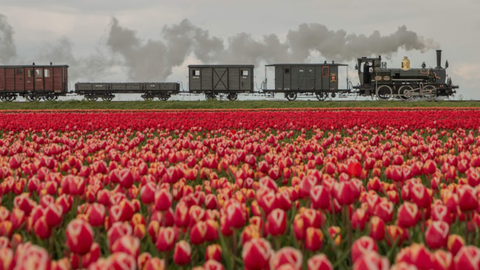 Bello door de tulpenvelden Foto Gerda Holla