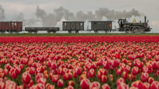 Bello door de tulpenvelden Foto Gerda Holla