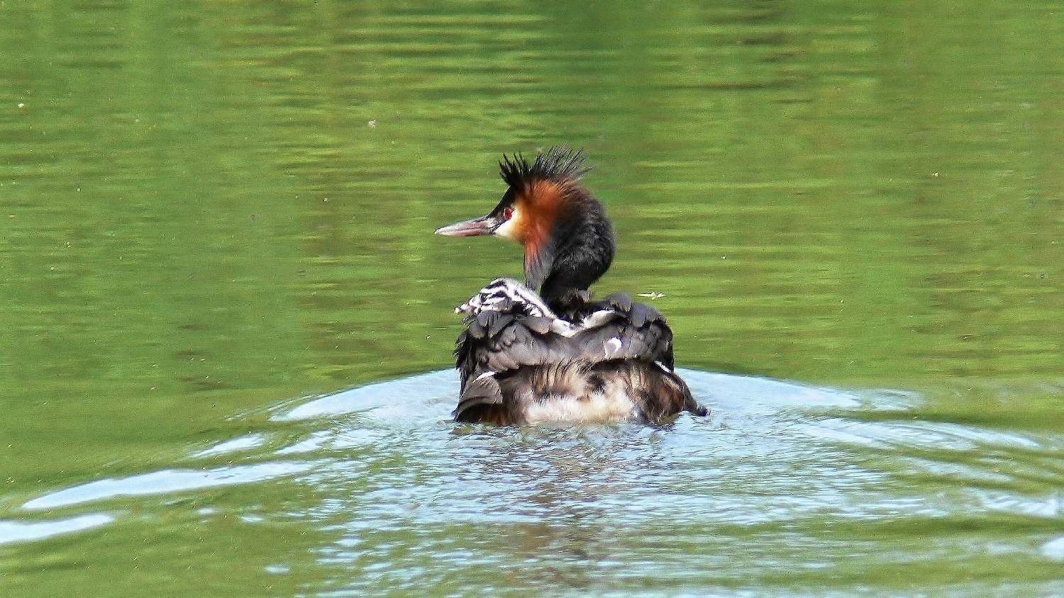 Moeders spotten vanaf het water op Moederdag