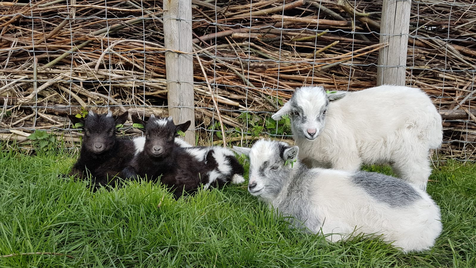 Voorleesfeest tussen de lammetjes