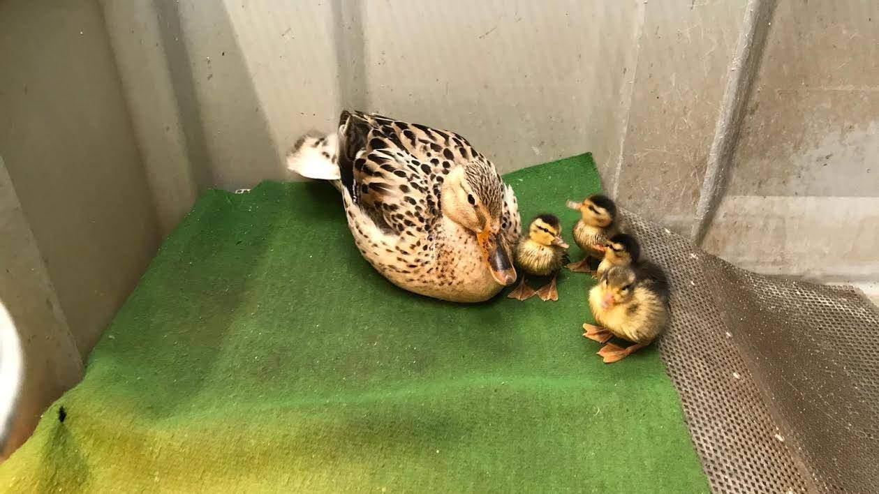 In put gevallen eendenpulletjes opgevangen bij Bonte Piet