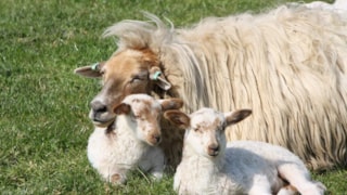 schaap met kroost