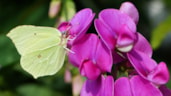 Citroenvlinder 25-5-19