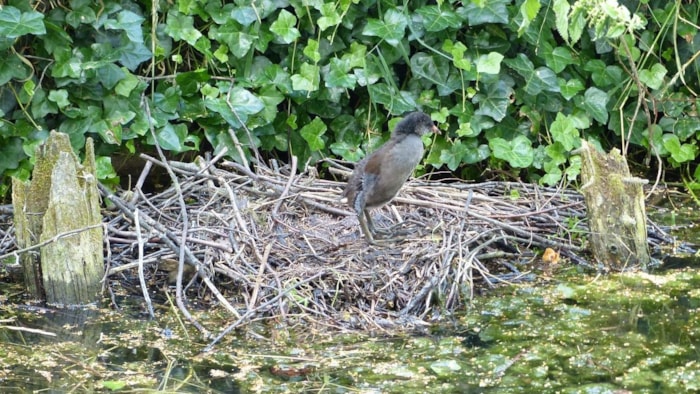 Nest