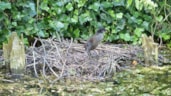 Nest