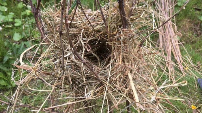 Nestje van dwergmuis