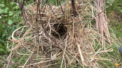 Nestje van dwergmuis