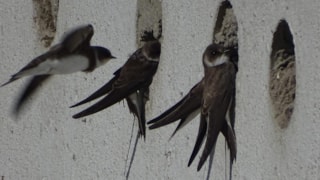 Oeverzwaluw 26-5-19