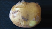 Opperdoezer_Ronde