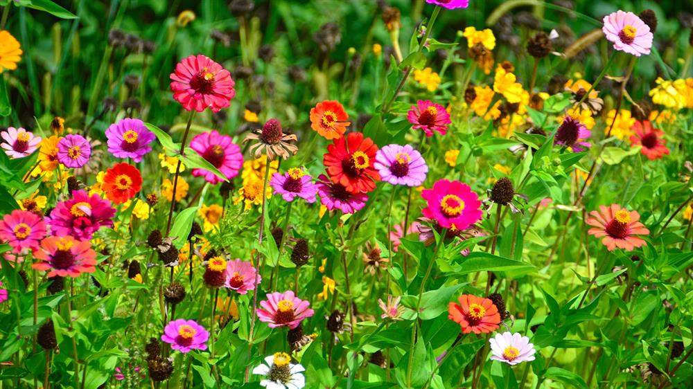 Maak uw tuin een beetje groener