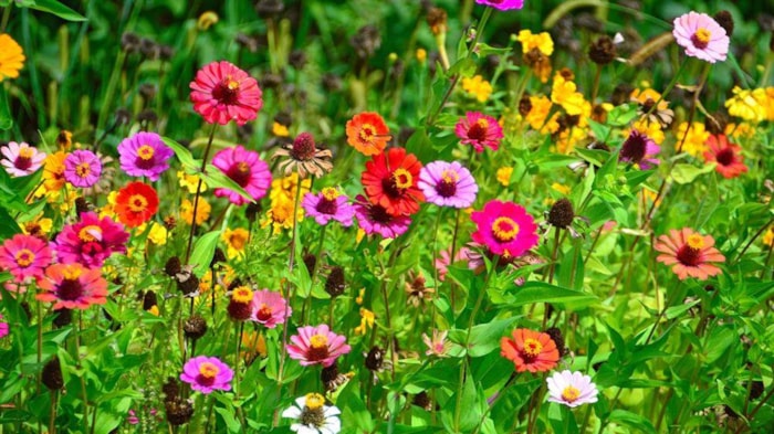 Bloemen in de tuin