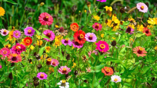 Bloemen in de tuin