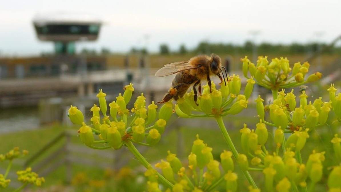 Natuurwandeling bij het Naviduct