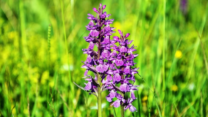 Orchidee
