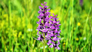 Orchidee
