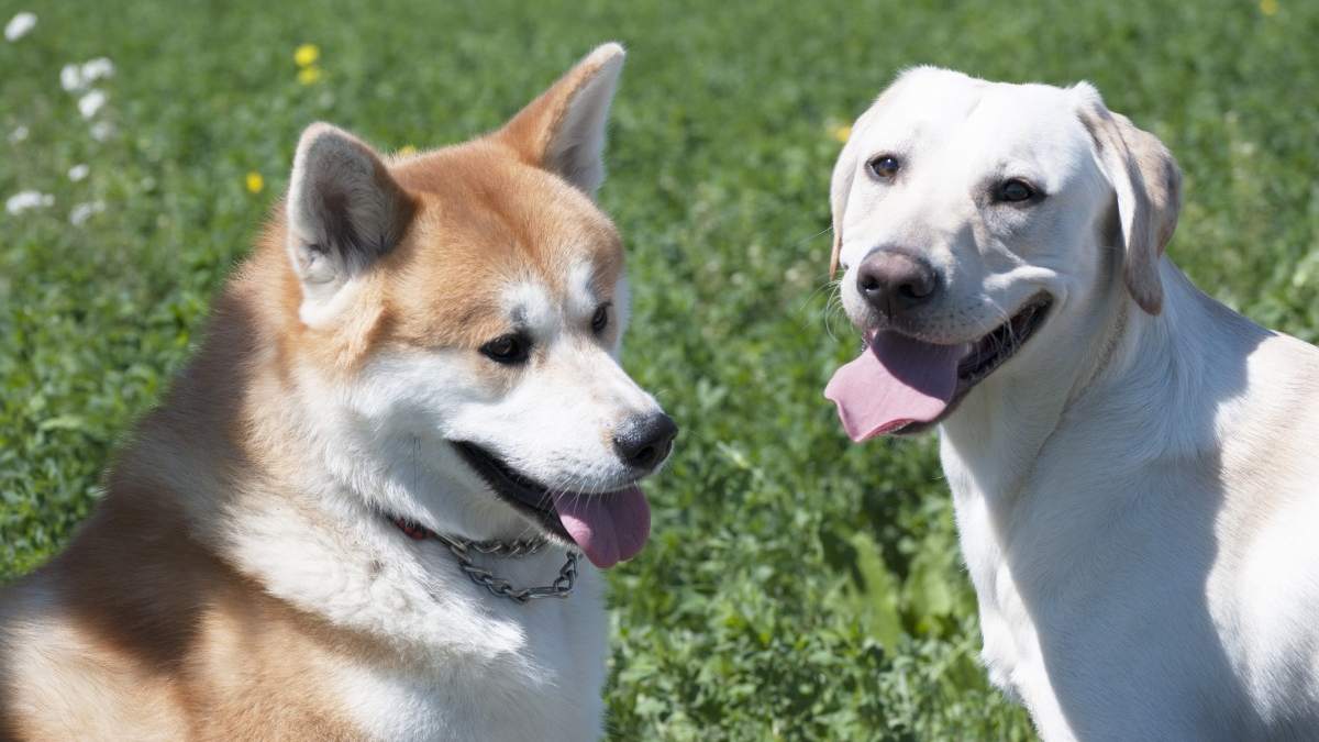 Honden ziek na eten van resten in park bij voetbalvereniging Hoorn-Noord
