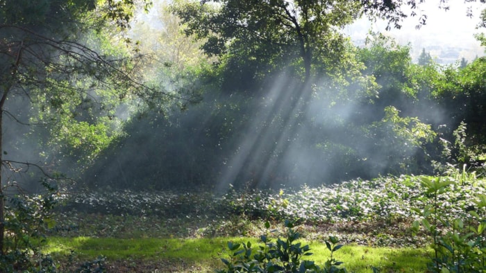 Openbaar groen