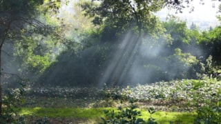 Openbaar groen