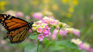 Vlinder op wilde bloemen