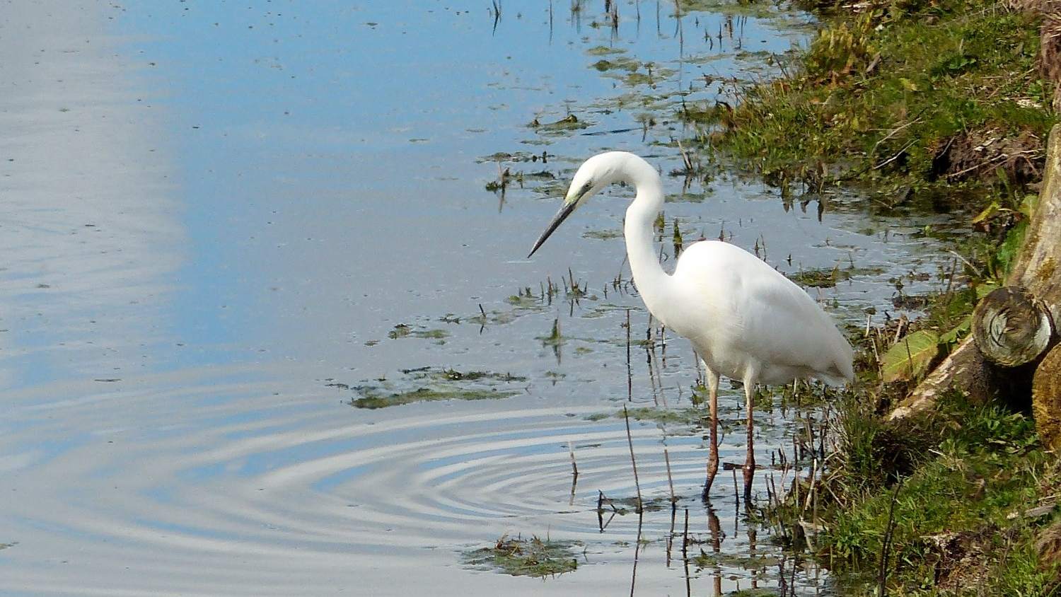 Vroege vogelvaartocht 