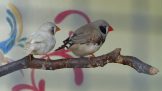 Zebravink
