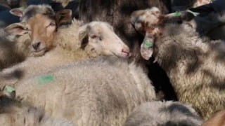 schapen4