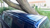 Achter op Het Zand boom op bedrijfsbus2