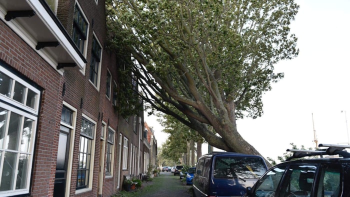 Achter op het Zand boom op bedrijfsbus4
