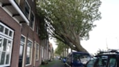 Achter op het Zand boom op bedrijfsbus4