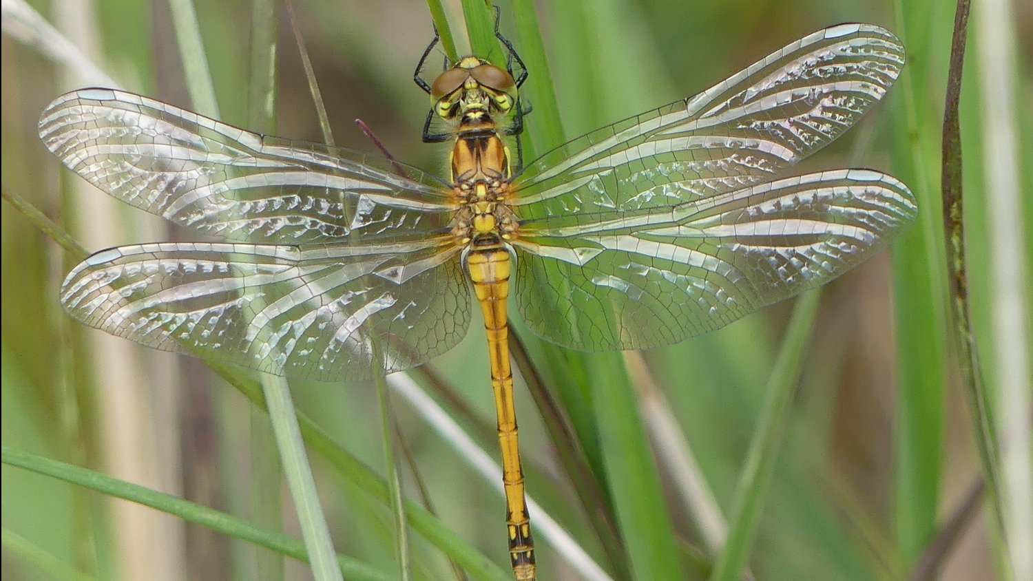 Fleurige fladderaars spotten bij IVN