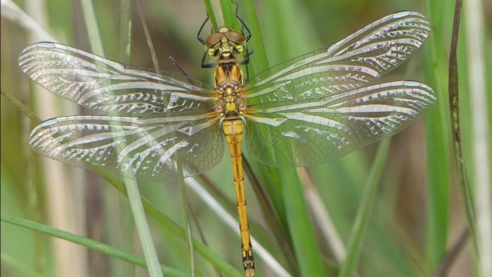Vers vrouwtje bloedrode heidelibel