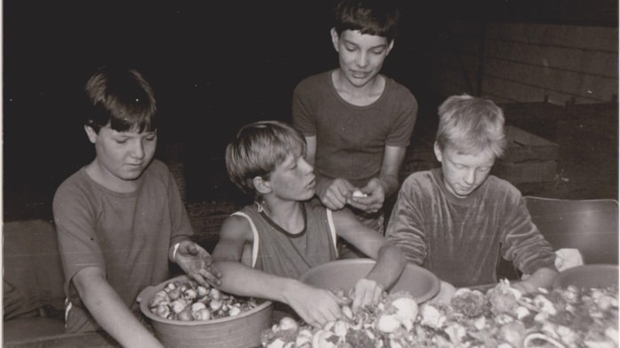 Bollenpellers in Berkhout