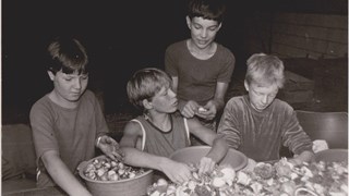 Bollenpellers in Berkhout