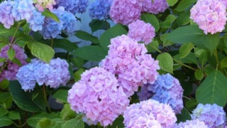 Hortensia - Toos Brink