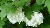 Sneeuwbal – Toos Brink