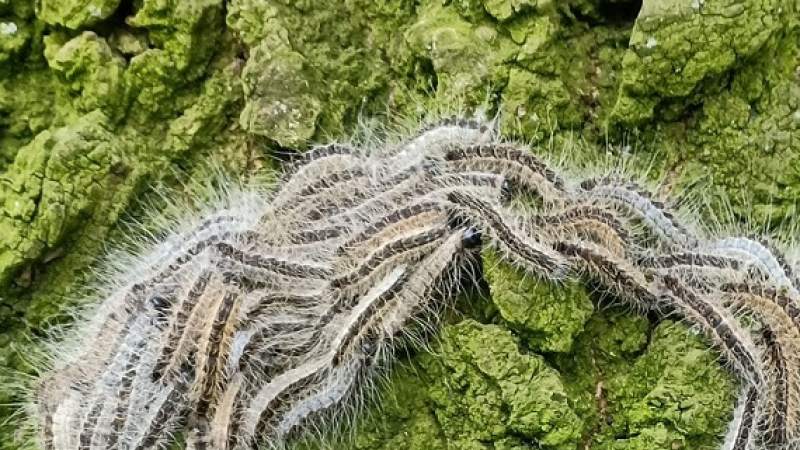 Beantwoording vragen over eikenprocessierups