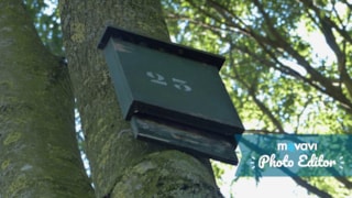 Bewoonde vleermuiskast