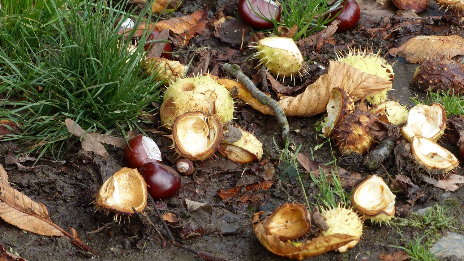 Ontluikende herfst in de Suyderbraeck