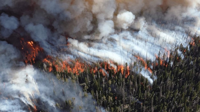 Zomerse bosbrand