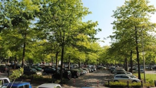 Bomen van betekenis2