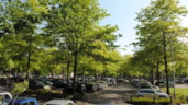 Bomen van betekenis2