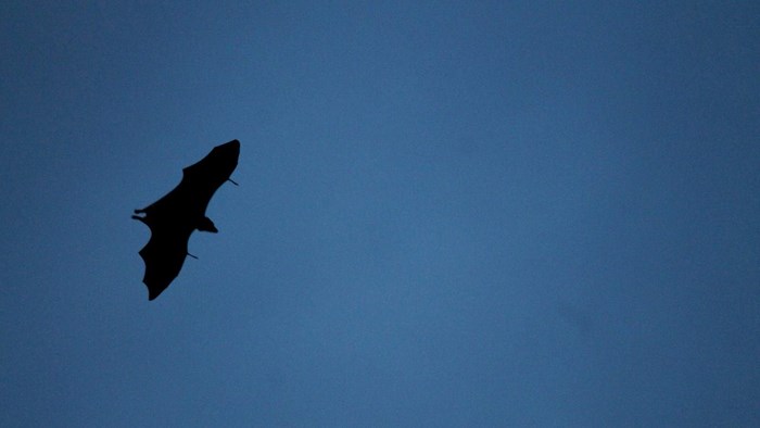 Vleermuis-excursie MAK