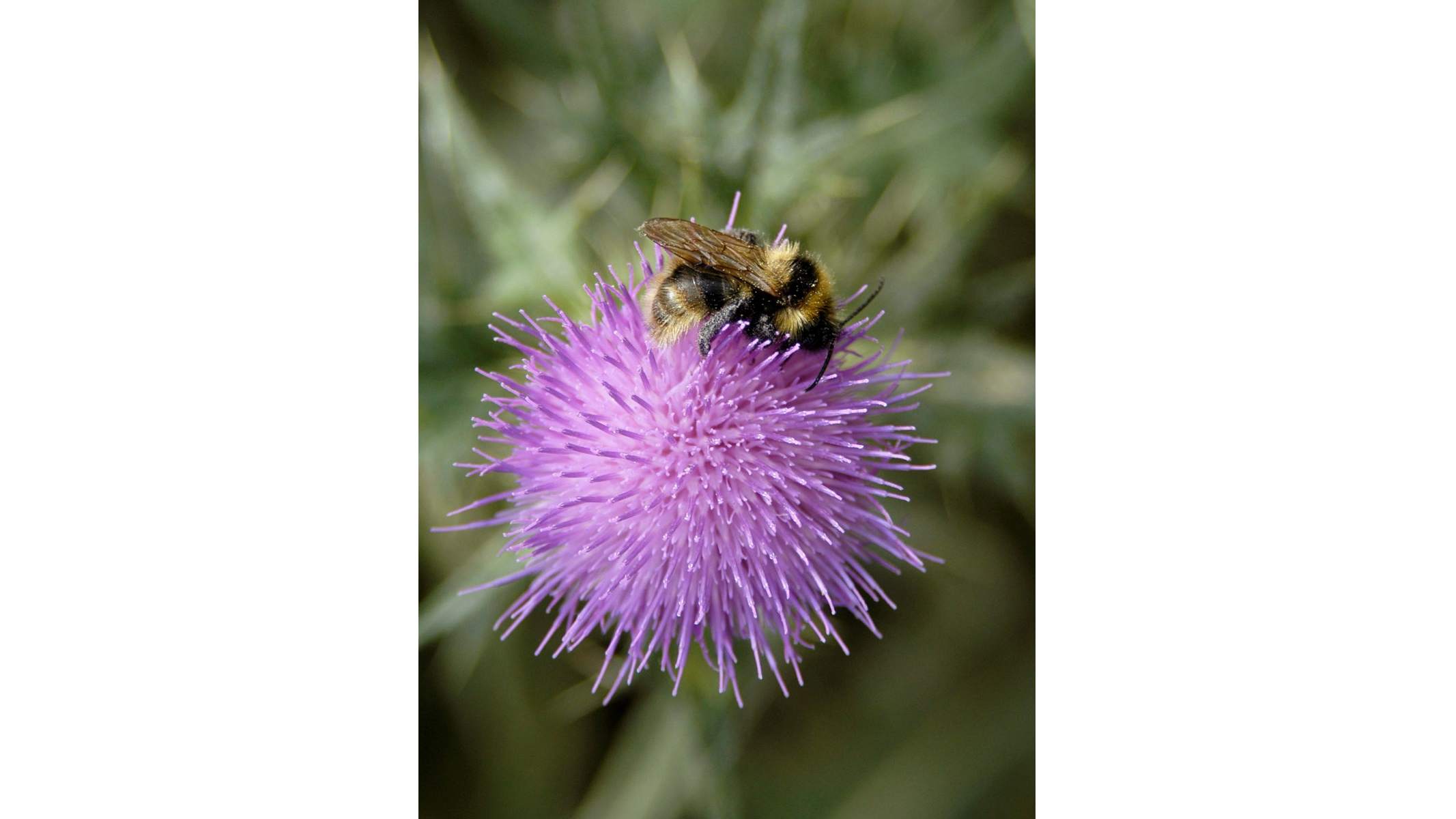 Gemeente Hoorn wil verbetering biodiversiteit