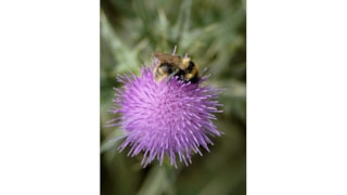 Biodiversiteit provincie Noord-Holland