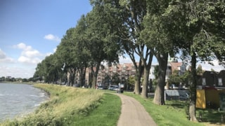 Westerdijk populieren